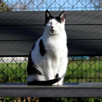 Björn