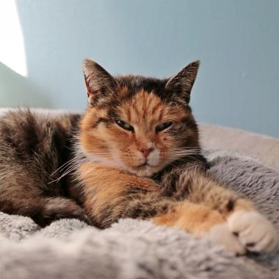 Kissa