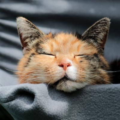 Kissa