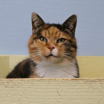 Kissa