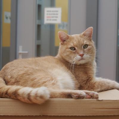 Teun (Directeur)