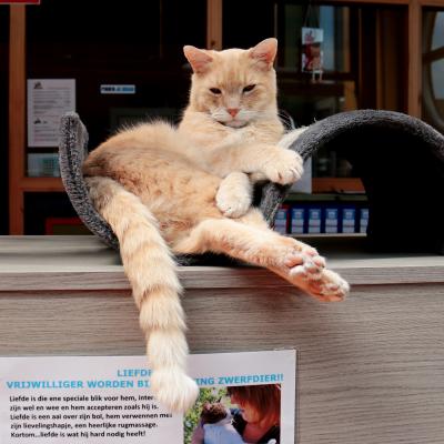 Teun (Directeur)