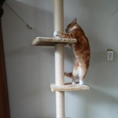Tijger (voorheen Pepper)