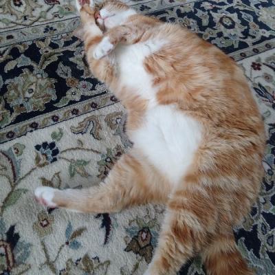 Tijger (voorheen Pepper)