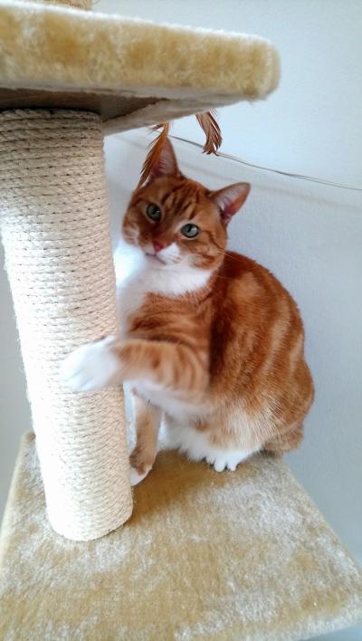 Tijger (voorheen Pepper)