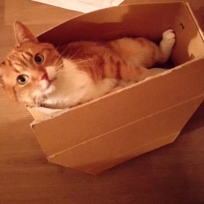 Tijger (voorheen Pepper)