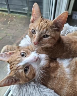 Bo(voorheen Harold) en Milo(voorheen Hector)