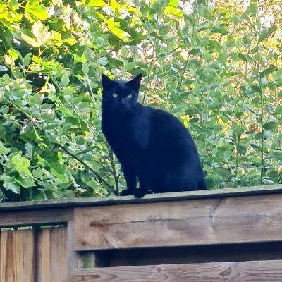 Pluim (voorheen Smasher)