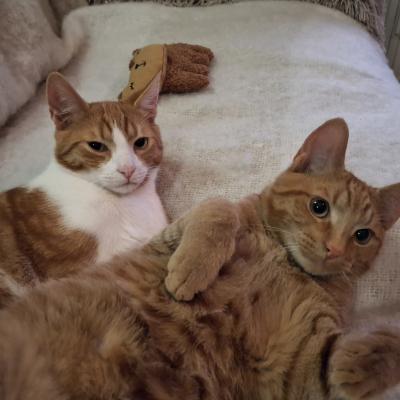 Bo(voorheen Harold) en Milo(voorheen Hector)