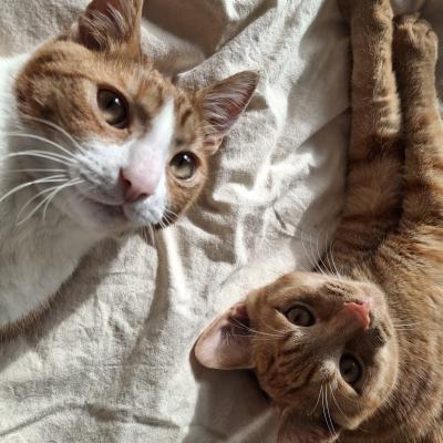 Bo(voorheen Harold) en Milo(voorheen Hector)