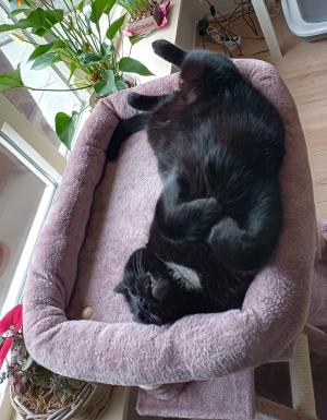 Bagheera