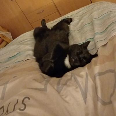 Bagheera