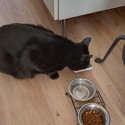 Bagheera