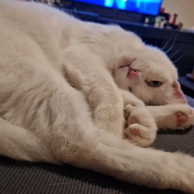 Bailey (voorheen Betty)