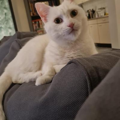 Bailey (voorheen Betty)