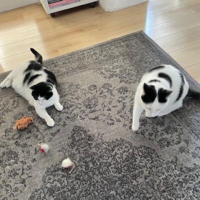 Binkie en Bubbel