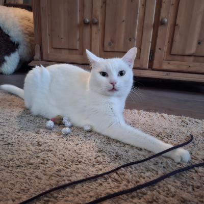 Casper (voorheen Bami)