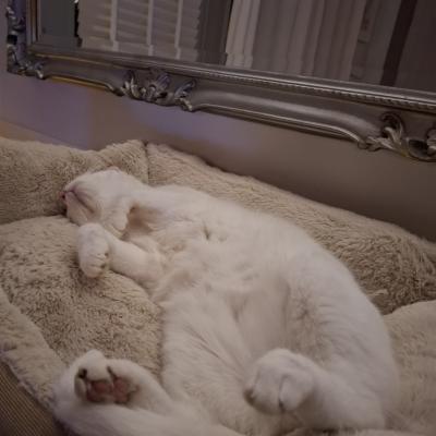 Casper (voorheen Bami)