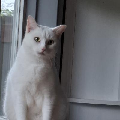 Casper (voorheen Bami)