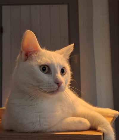 Casper (voorheen Bami)