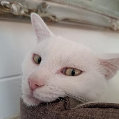 Casper (voorheen Bami)