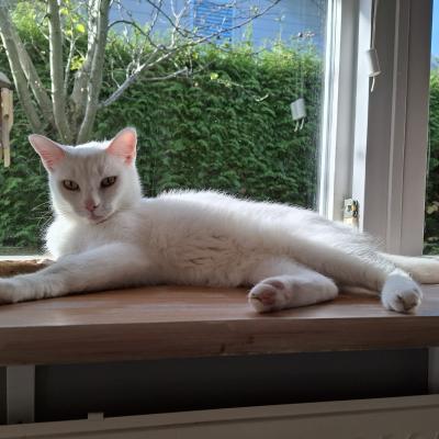 Casper (voorheen Bami)