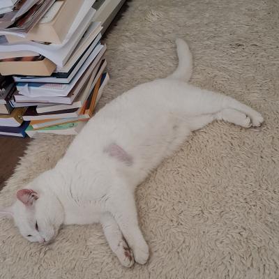 Casper (voorheen Bami)