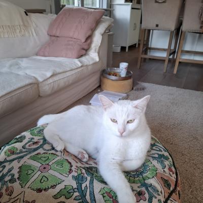Casper (voorheen Bami)