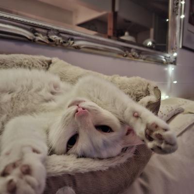 Casper (voorheen Bami)