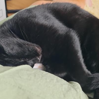 Pluim (voorheen Smasher)