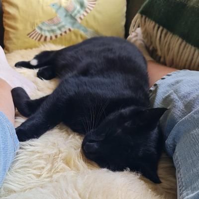 Pluim (voorheen Smasher)