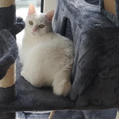 Lumi