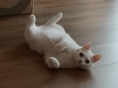Lumi