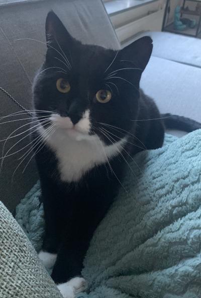 Bobbie (voorheen Ilios)