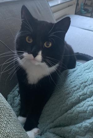 Bobbie (voorheen Ilios)