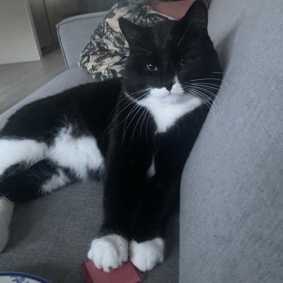 Bobbie (voorheen Ilios)