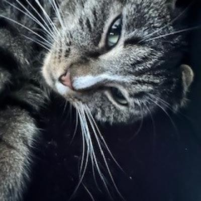 Koos (voorheen Kenai)