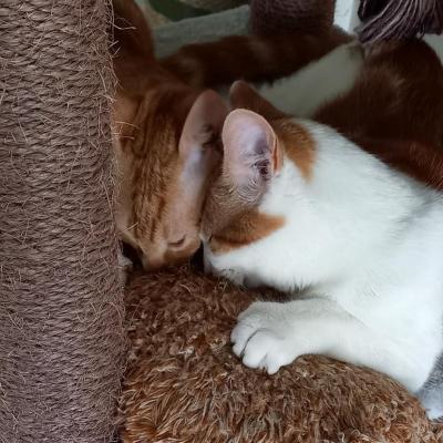 Nacho (voorheen Jasper) en Zimba (voorheen Koen)