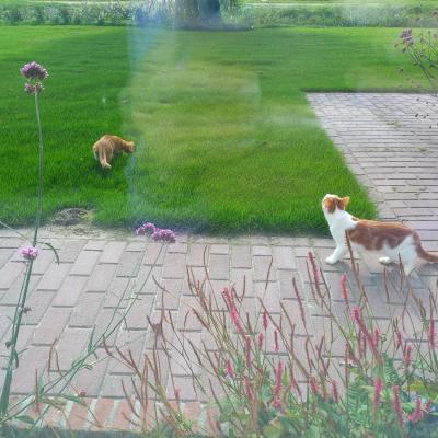 Nacho (voorheen Jasper) en Zimba (voorheen Koen)