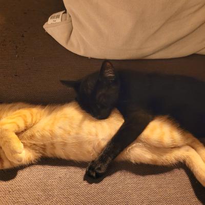 Ziggy (voorheen Max) en Kiki (voorheen Moekie)