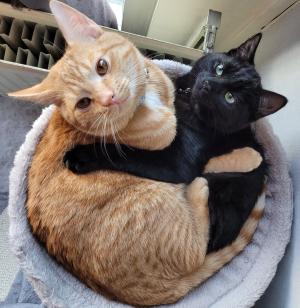 Ziggy (voorheen Max) en Kiki (voorheen Moekie)