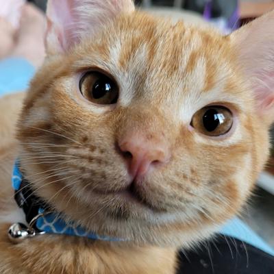 Ziggy (voorheen Max) en Kiki (voorheen Moekie)