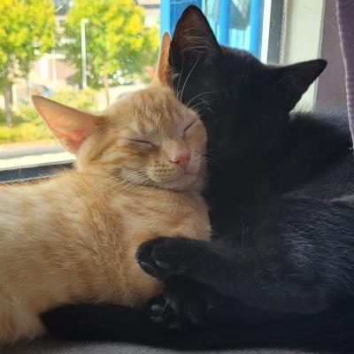 Ziggy (voorheen Max) en Kiki (voorheen Moekie)