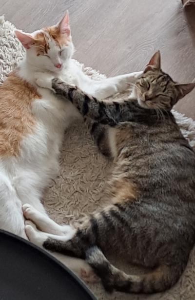 Morani, Maddox en Maika