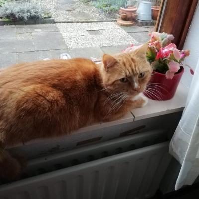 Simba