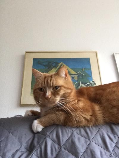 Simba