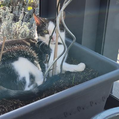 Stip en Kovu
