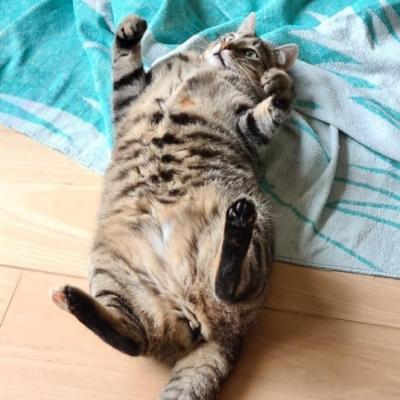 Thula en Tijger (voorheen Thule en Thorin)