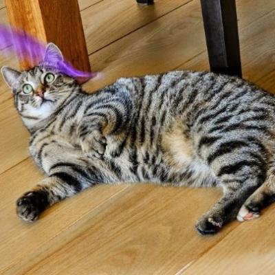 Thula en Tijger (voorheen Thule en Thorin)
