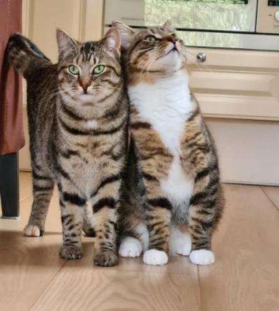Thula en Tijger (voorheen Thule en Thorin)